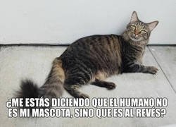 Enlace a Mascotas humanas