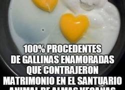 Enlace a Happy gallines