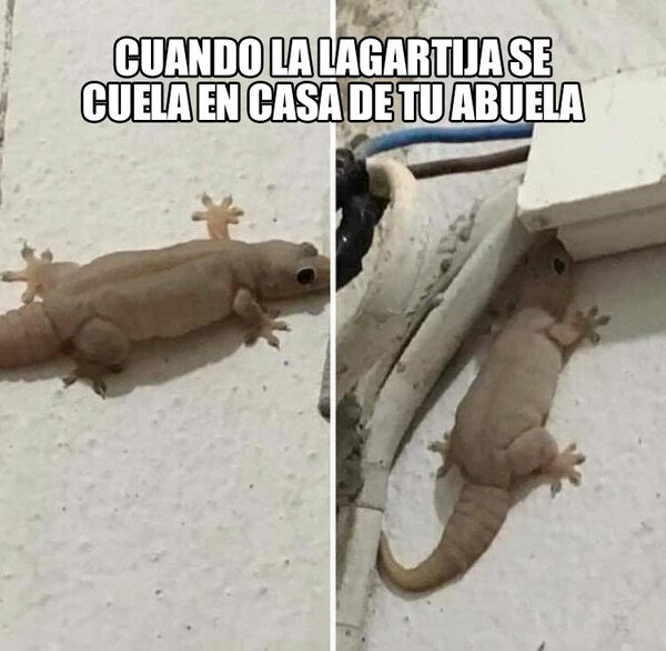 Meme_otros - Mi abuela está pensando en restaurar los dinosaurios