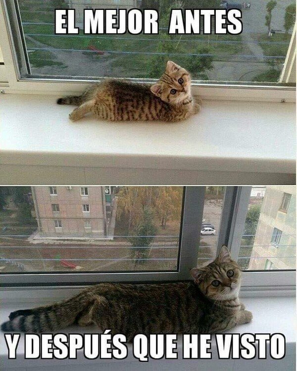 Meme_otros - Antes y después gatuno