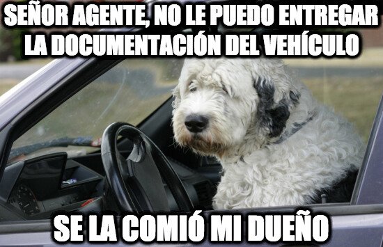 Meme_otros - Perro conductor, poco mordedor