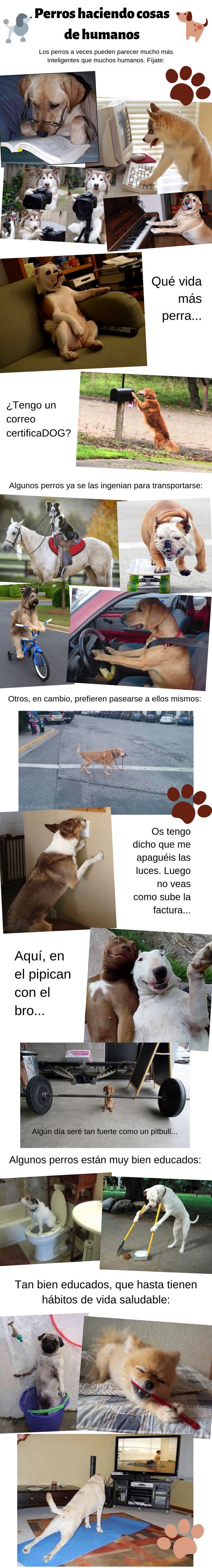Meme_otros - Perros haciendo cosas de humanos