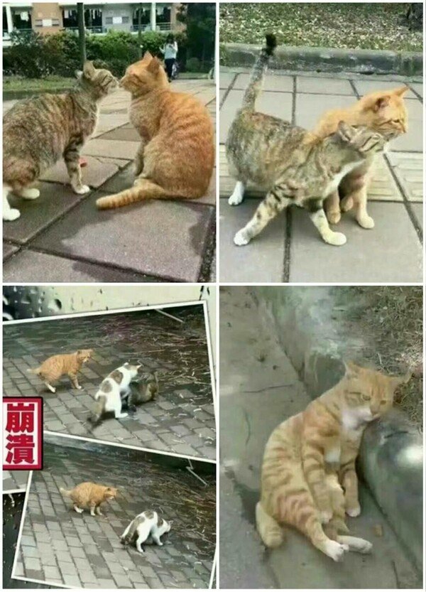 Meme_otros - El gato con cuernos