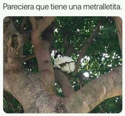 Otros - Lo parece, pero un gato jamás haría eso
