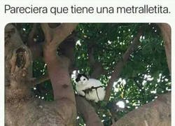 Enlace a Lo parece, pero un gato jamás haría eso