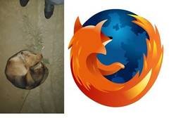 Enlace a No le he obligado a ponerse así, lo ho ha hecho de forma natural