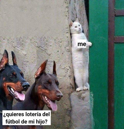 Meme_otros - ¿Qué culpa tendré yo?