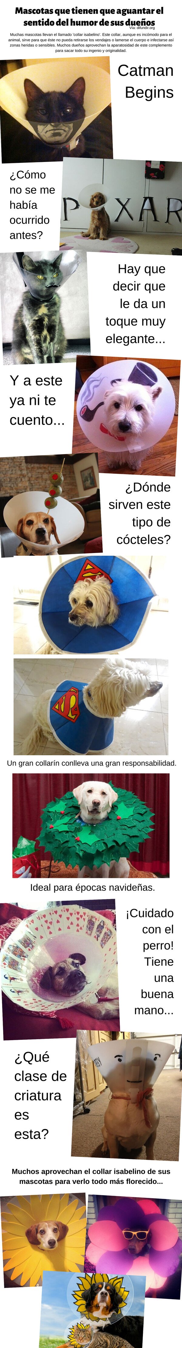 Meme_otros - Mascotas que tienen que aguantar el sentido del humor de sus mascotas