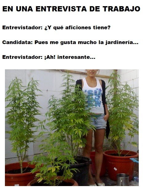 Meme_otros - Igual si la contratan, le regala al de selección de personal una macetita para su despacho...