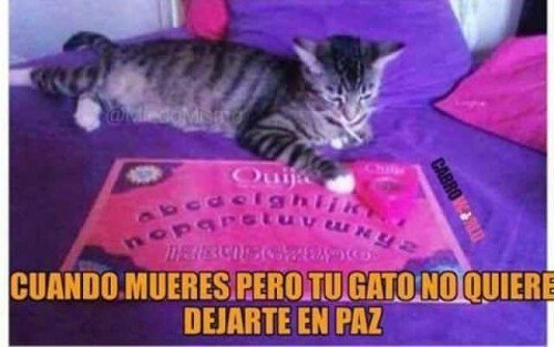 Meme_otros - Tu gato siempre estará ahí
