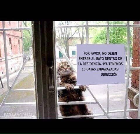 Meme_otros - El gato de Julio Iglesias