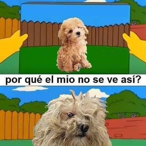 Meme_otros - ¿Por qué mi perro se empeña en ser feo?
