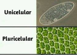 Enlace a Estos canis...