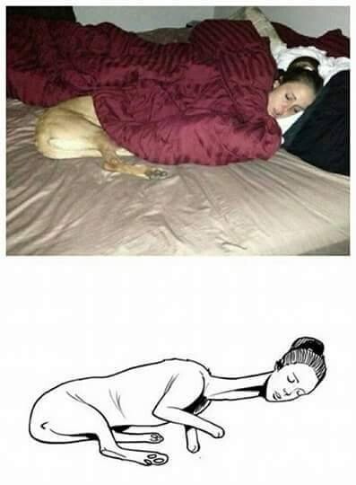 Meme_otros - La increíble chica-perro
