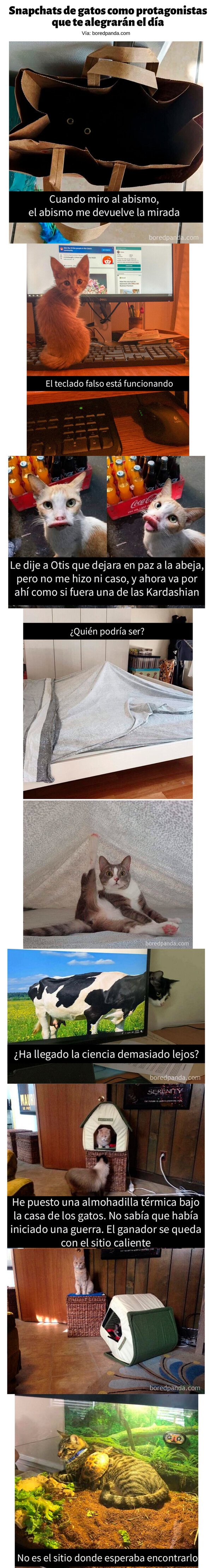 Meme_otros - Snapchats de gatos como protagonista que te alegrarán el día