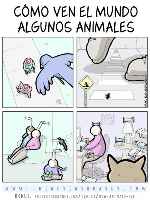 Otros - Así ven el mundo los animales