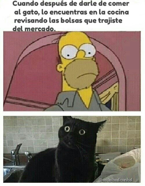 Meme_otros - Aún tengo hambre, humano