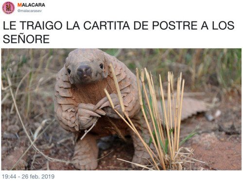 Meme_otros - El armadillo camarero