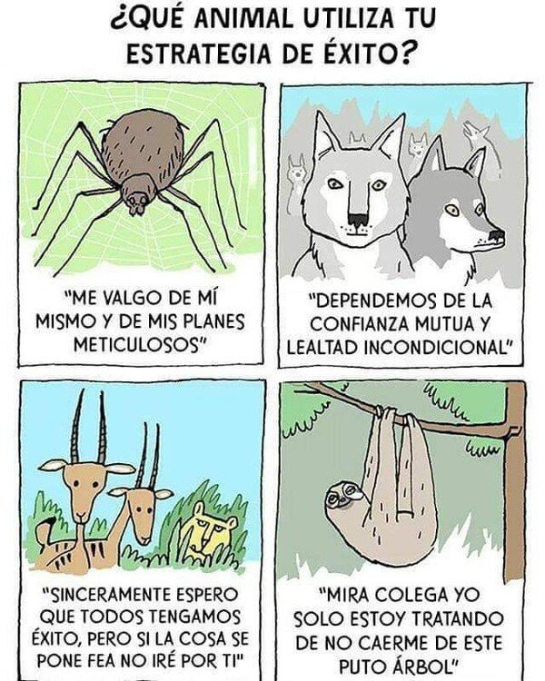 Meme_otros - ¿Qué animal utiliza tu estrategia de éxito?