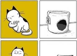 Enlace a Los gatos son más básicos de lo que parece