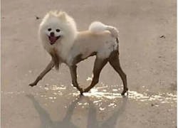 Enlace a Divertido y pertubador a partes iguales