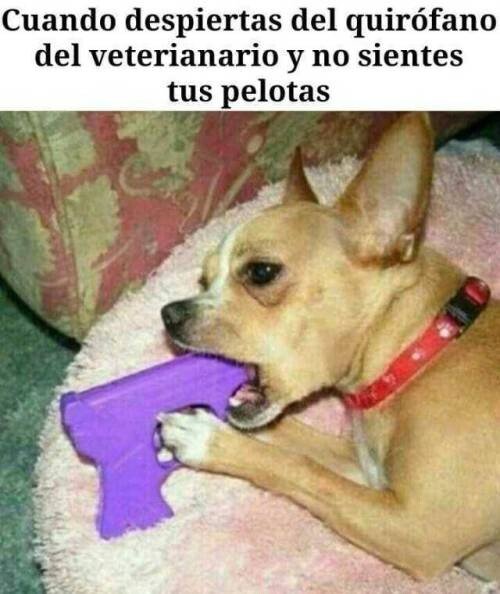 Meme_otros - El peor momento en la vida de un perro