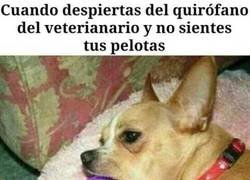 Enlace a El peor momento en la vida de un perro