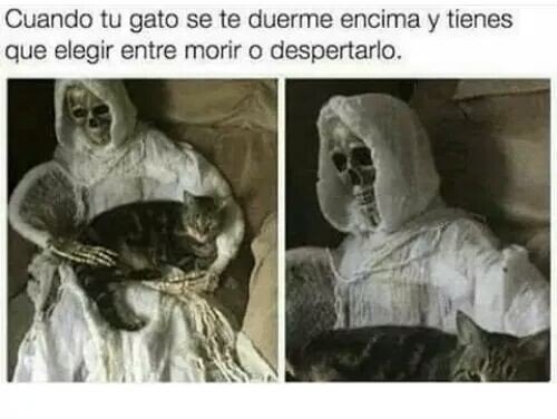 Meme_otros - Prefiero morir, sin duda