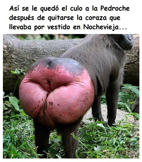 Meme_otros - Pobrecilla, después de tantas horas con esa coraza no me extraña...
