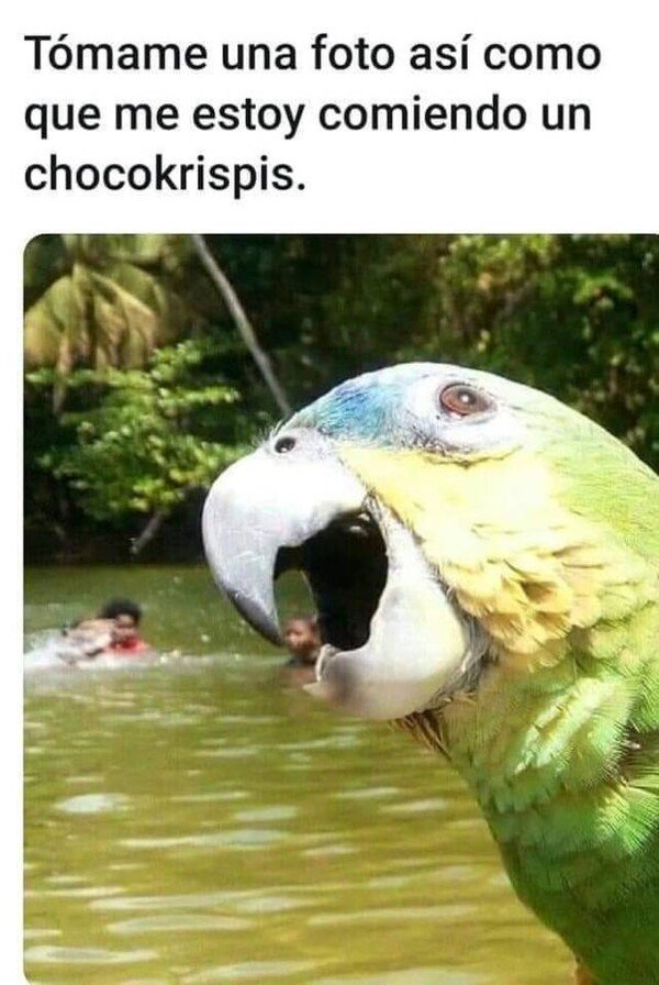 Meme_otros - El selfie del loro racista