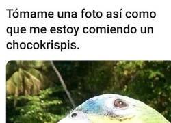 Enlace a El selfie del loro racista