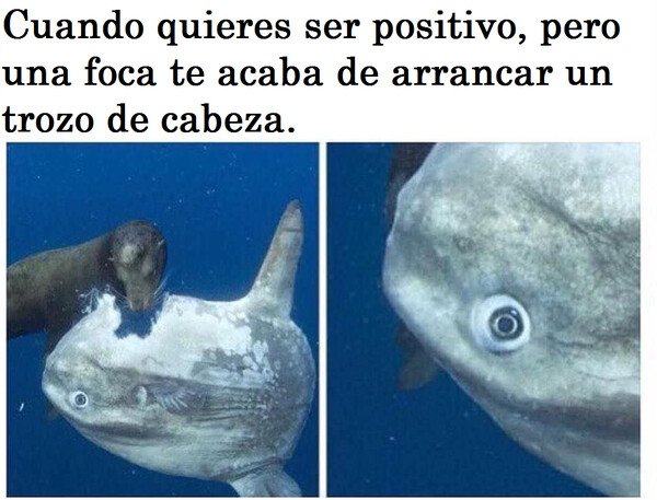 Meme_otros - La vida no se lo está poniendo fácil
