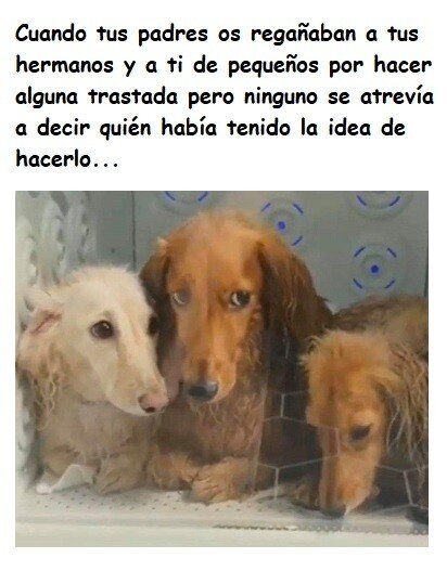 Meme_otros - Mejor que nos regañara a todos a quedar de chivato que podría ser peor...