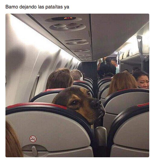 avión,patadas,perro,viaje,vuelo