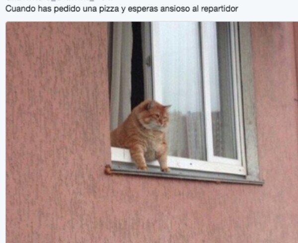 esperar,gato,pizza,repartidor,ventana