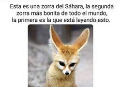 Enlace a La segunda zorra más hermosa del mundo