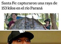 Enlace a Un experto en rayas