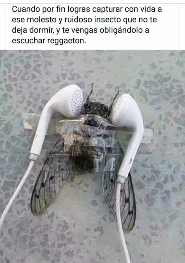 auriculares,escuchar,mosca,reggaeton,ruido