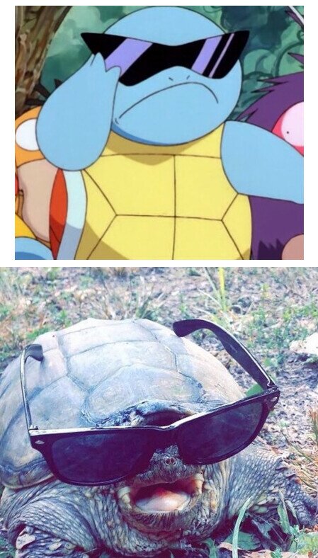 Otros - Cuando eres una tortuga y llevas gafas de sol: Expectativa vs Realidad