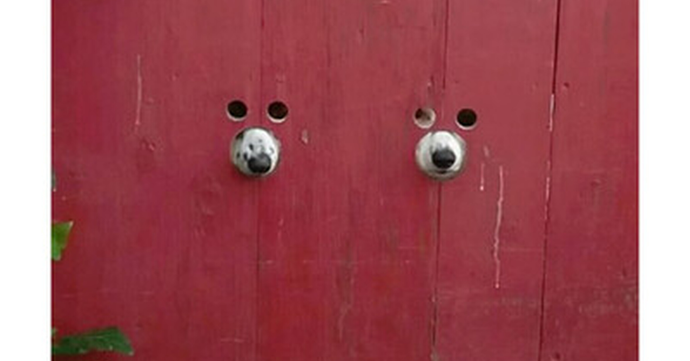Дырки для подглядывания. Дырки в заборе для собак. Отверстие в заборе для собаки. Дырки в заборе для собак смешные. Прорези в заборе для собак.