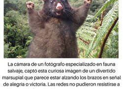 Enlace a Esta imagen de un marsupial pedía chops a gritos