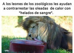 Enlace a ¿Cómo harán esos helados?