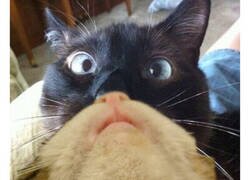 Enlace a Gente que ha sabido encontrale utilidad a su gato