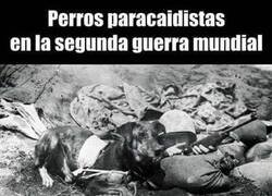 Enlace a Estos perros ya no son lo que eran