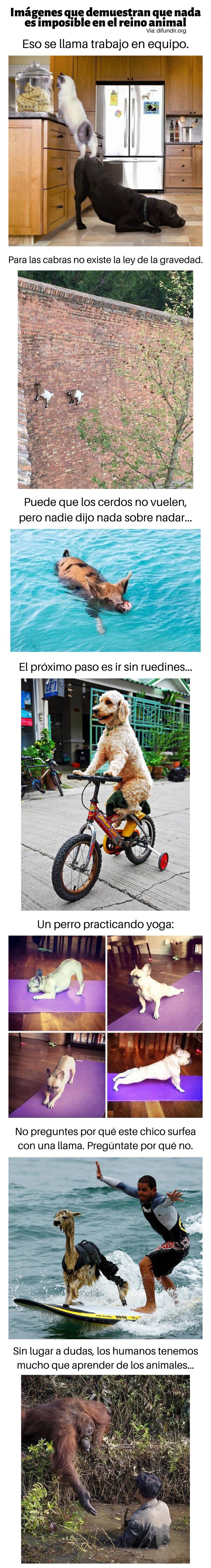 Meme_otros - Imágenes que demuestran que nada es imposible en el reino animal