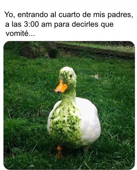 Meme_otros - De pequeño, parecía ese pato