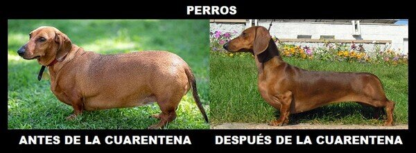 Meme_otros - Los perros, los únicos que ganarán en salud después de la cuarentena...