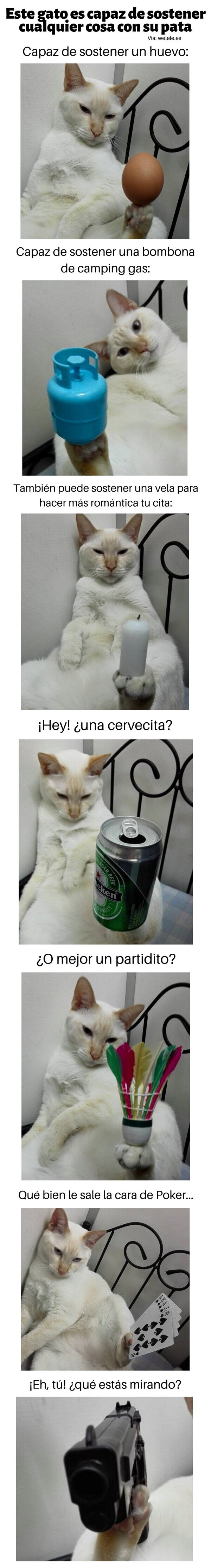 Meme_otros - Este gato es capaz de sostener cualquier cosa con su pata