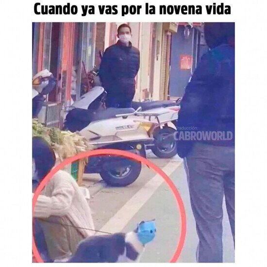 Otros - Ese gato no quiere jugársela