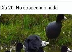 Enlace a Sigue pasando desapercibido